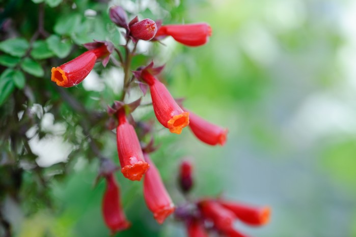 Eccremocarpus scaber Eccremocarpus scaber