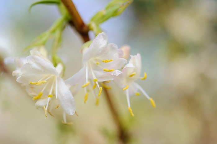 Lonicera x purpusii Lonicera x purpusii