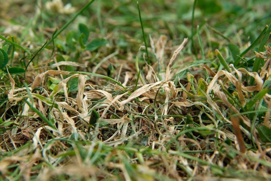 Lawn in drought
