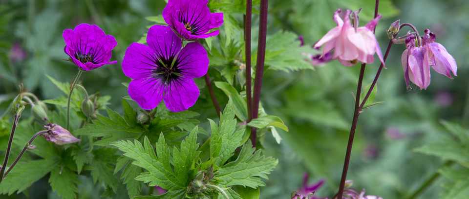 Purple hardy geranium flowers Purple hardy geranium flowers