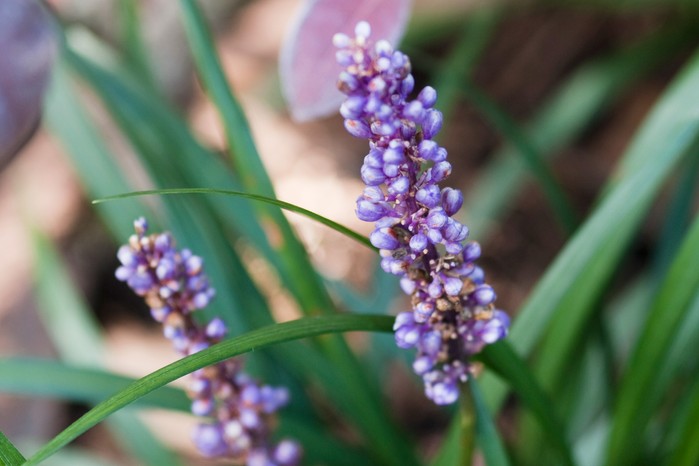 Liriope muscari Liriope muscari