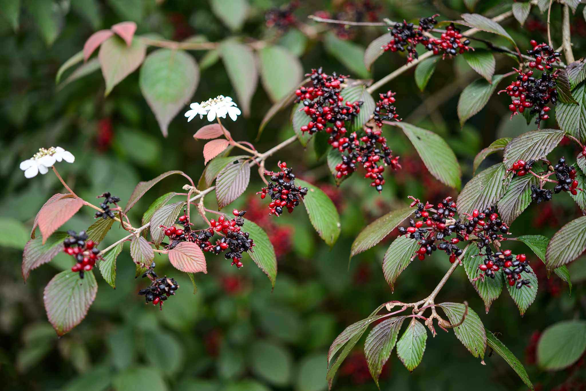 Viburnum plicatum f tomentosum 'Dart's Red Robin'