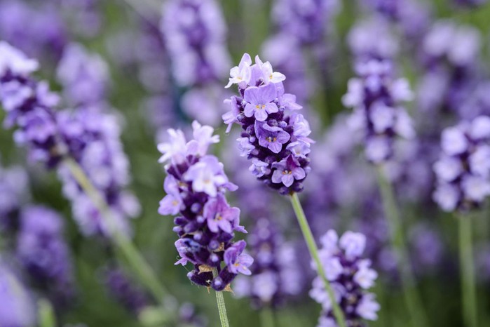 Lavender flowers Lavender flowers