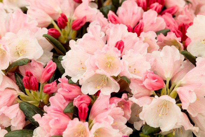 Rhododendron yakushimanum 'Koichiro Wada' Rhododendron yakushimanum 'Koichiro Wada'