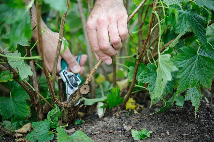 How to prune your plants - cutting out dead wood How to prune your plants - cutting out dead wood