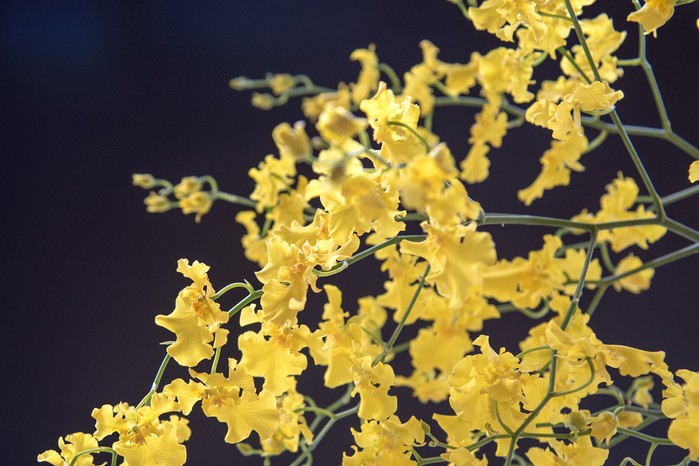 Oncidium orchid. Credit: Getty Images Oncidium orchid. Credit: Getty Images