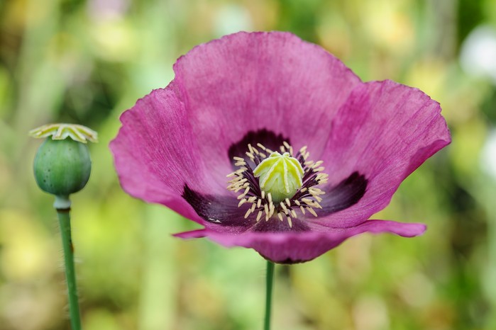 Papaver somniferum Papaver somniferum