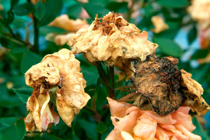 How to look after roses in autumn - remove spent rose flowers How to look after roses in autumn - remove spent rose flowers
