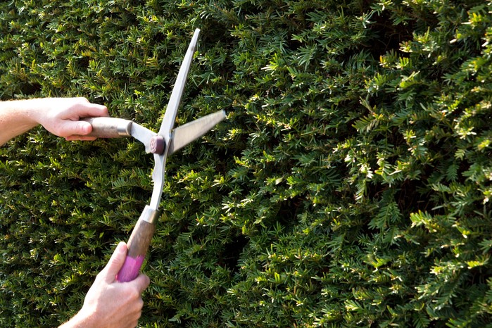Trimming a yew hedge Trimming a yew hedge