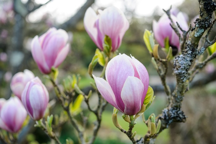 Magnolia x soulangeana 'Alexandrina' Magnolia x soulangeana 'Alexandrina'