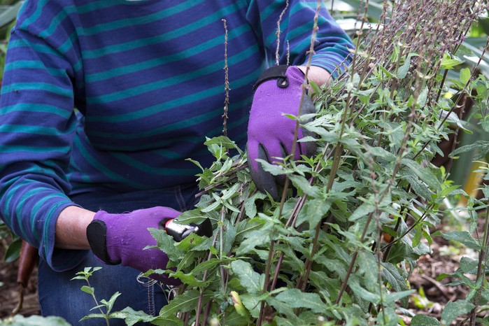 Cutting back salvias in autumn Cutting back salvias in autumn