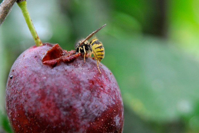 Wasp on a plum Wasp on a plum