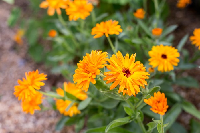 How to grow marigolds How to grow marigolds