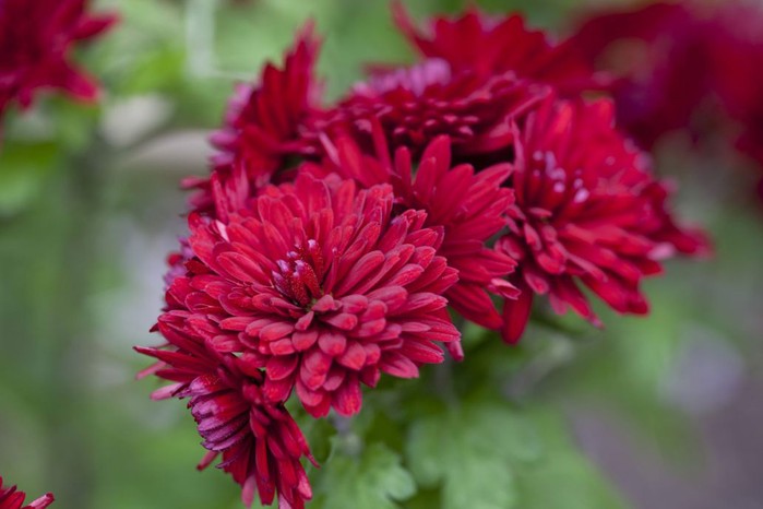 Chrysanthemum 'Ruby Mound' Chrysanthemum 'Ruby Mound'