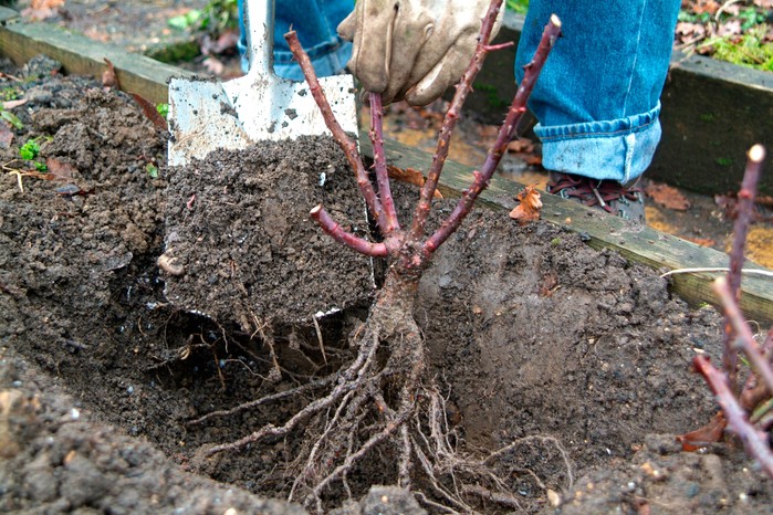 How to look after roses in autumn - planting a bare-root rose How to look after roses in autumn - planting a bare-root rose