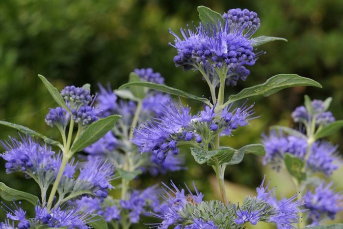 Caryopteris x clandonensis 'Dark Knight' Caryopteris x clandonensis 'Dark Knight'