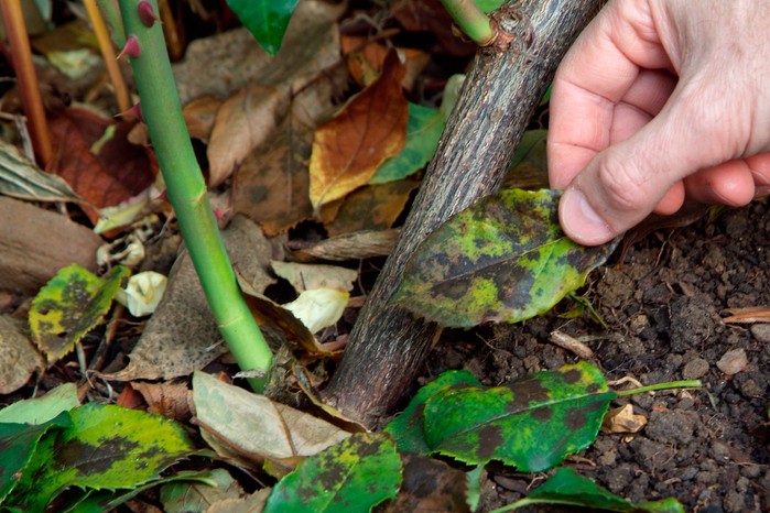 How to look after roses in autumn - removing fallen rose leaf with blackspot How to look after roses in autumn - removing fallen rose leaf with blackspot