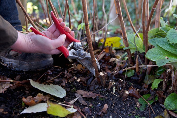 What to prune in winter - pruning autumn-fruiting raspberries What to prune in winter - pruning autumn-fruiting raspberries