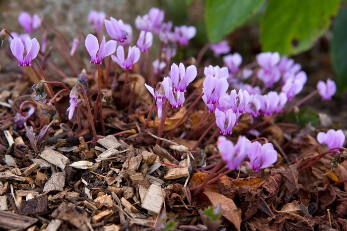 Cyclamen hederifolium Cyclamen hederifolium