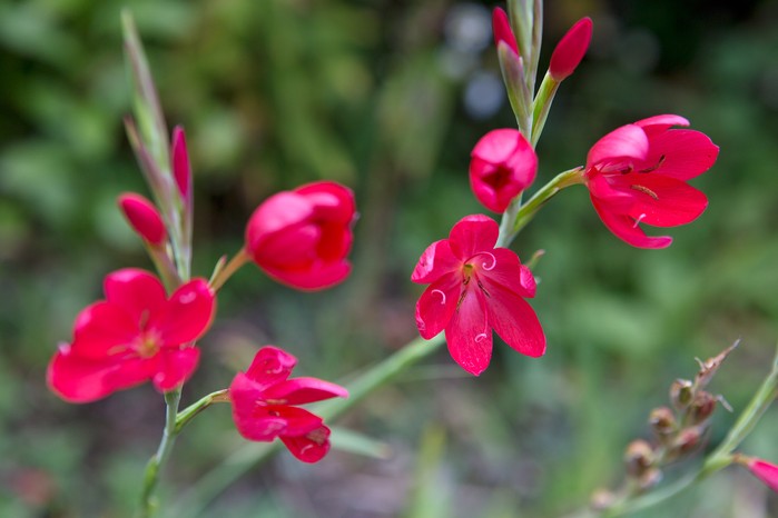 Hesperantha coccinea 'Major' Hesperantha coccinea 'Major'