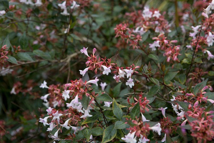 Abelia x grandiflora Abelia x grandiflora