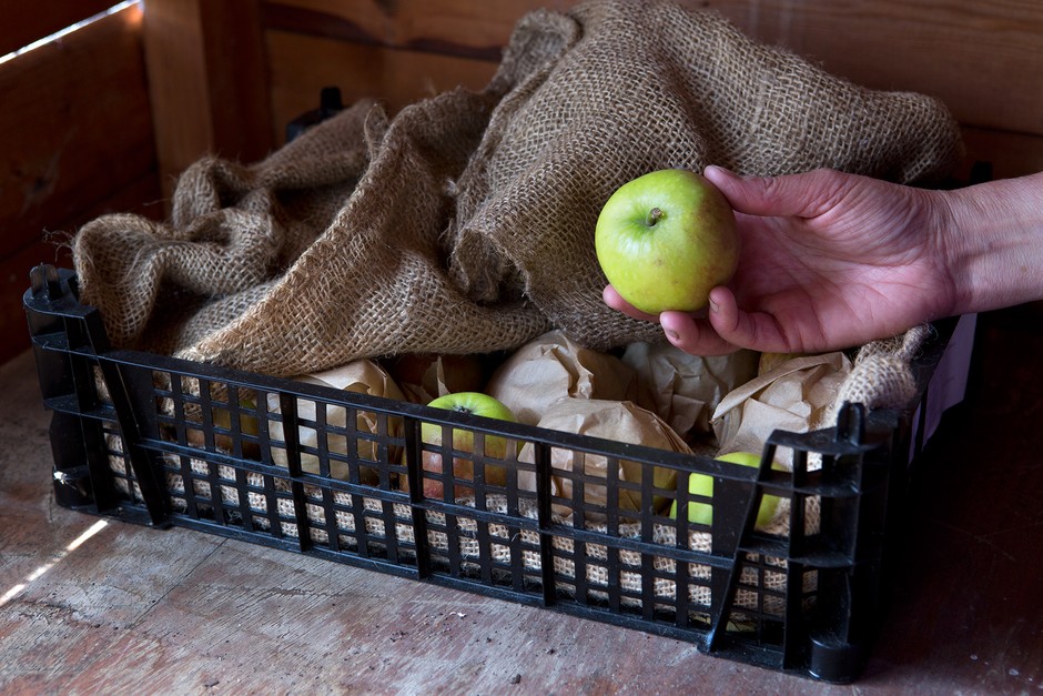 Apples stored in crates Apples stored in crates