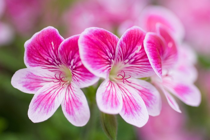 Pink pelargonium Pink pelargonium