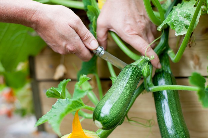 Harvesting courgettes on the allotment Harvesting courgettes on the allotment