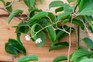 How to grow kiwis