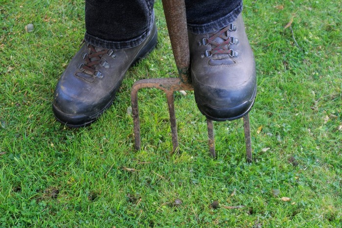 Spiking the lawn with a fork Spiking the lawn with a fork