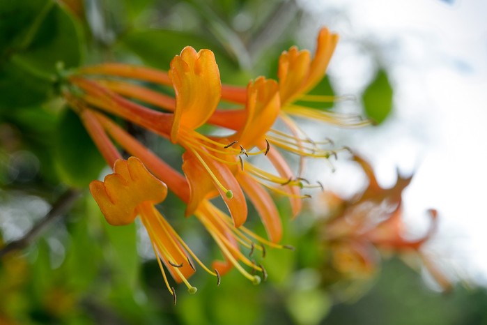 Lonicera 'Mandarin' Lonicera 'Mandarin'