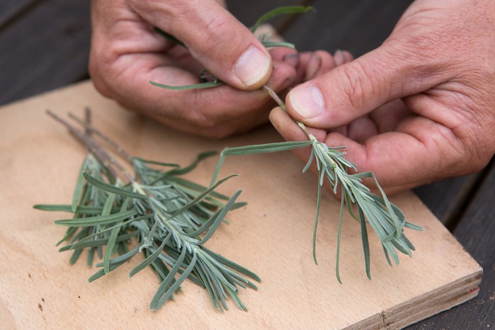 Removing the lower leaves of the lavender cutting Removing the lower leaves of the lavender cutting