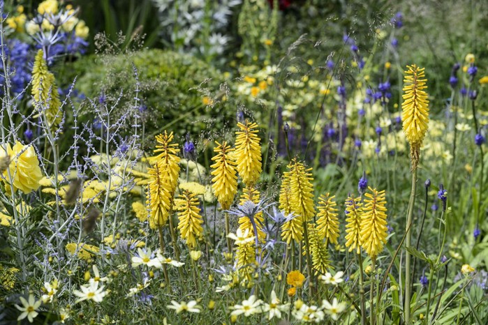 Kniphofia 'Sunningdale Yellow' Kniphofia 'Sunningdale Yellow'
