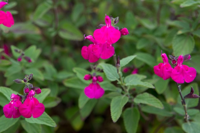 Salvia microphylla 'Cerro Potosi' Salvia microphylla 'Cerro Potosi'