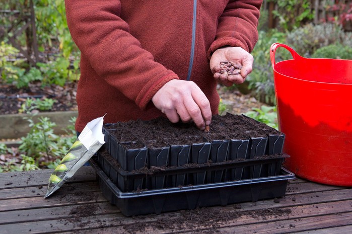 Sowing broad beans in September Sowing broad beans in September