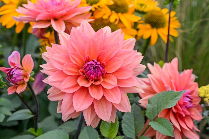 Dahlia 'American Dawn', blooms year after year, with a little protection Dahlia 'American Dawn', blooms year after year, with a little protection