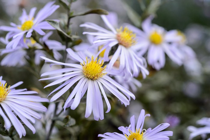Symphyotrichum novi-belgii 'Algar's Pride' Symphyotrichum novi-belgii 'Algar's Pride'
