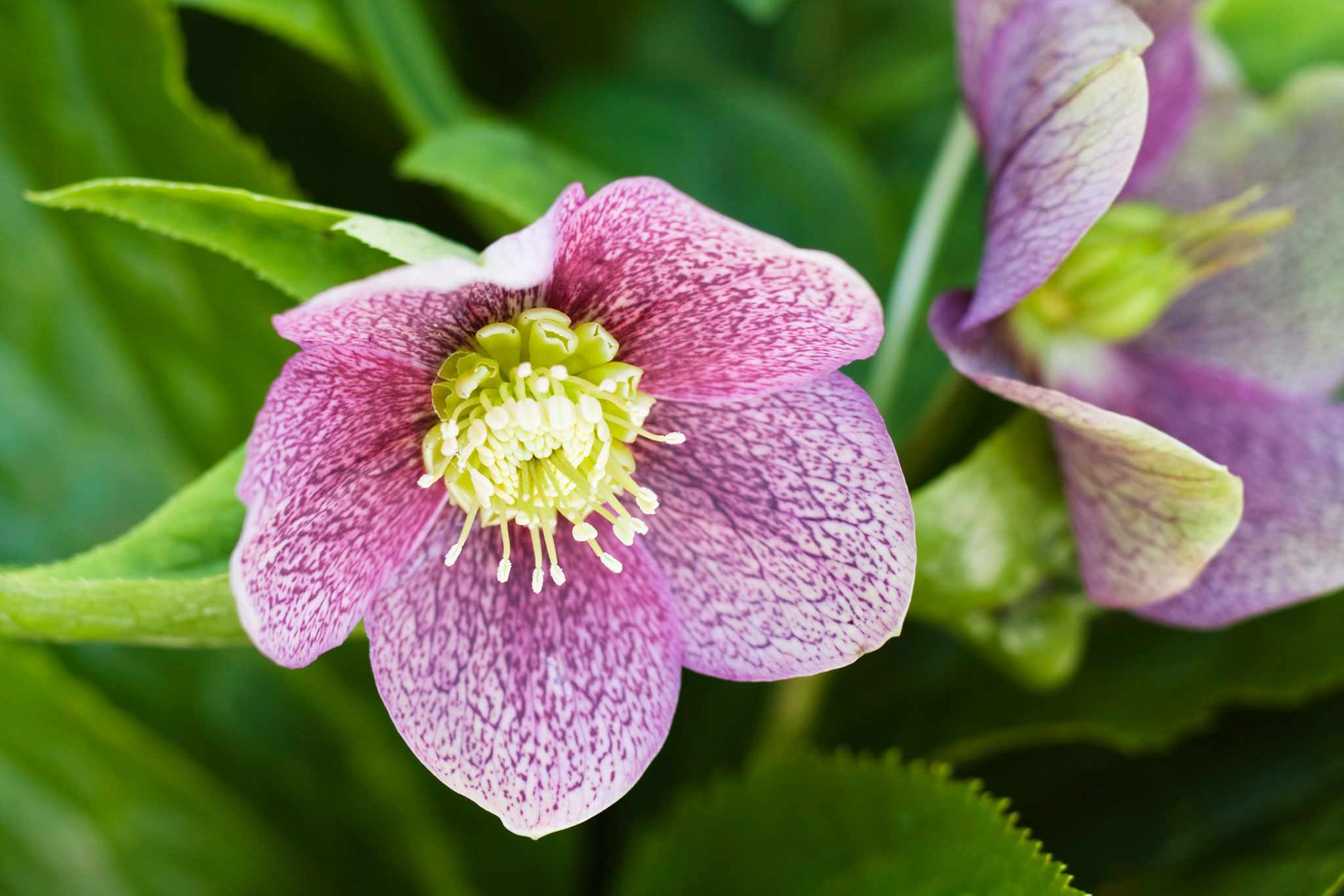Hellebore