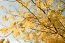 Cladrastis kentukea virgilia tree in autumn