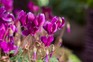 Cyclamen-hederifolium