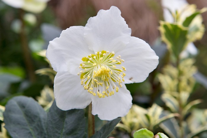Helleborus niger, Christmas rose Helleborus niger, Christmas rose