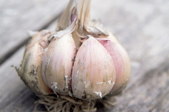 Garlic 'Early Purple Wight' Garlic 'Early Purple Wight'