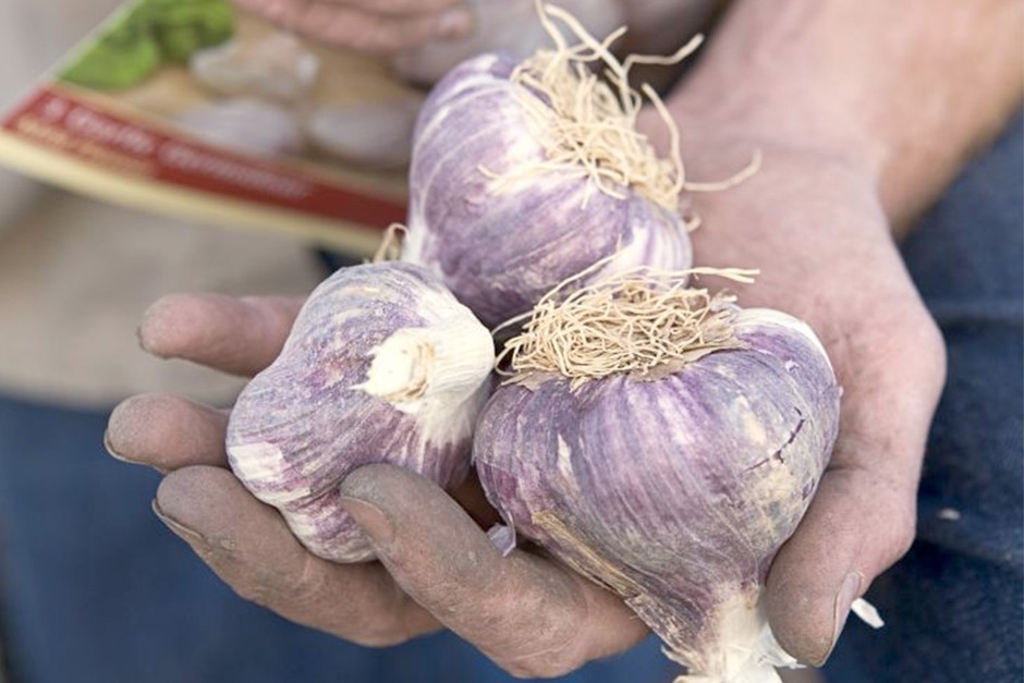A handful of purple garlic bulbs A handful of purple garlic bulbs