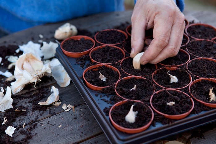Planting garlic Planting garlic