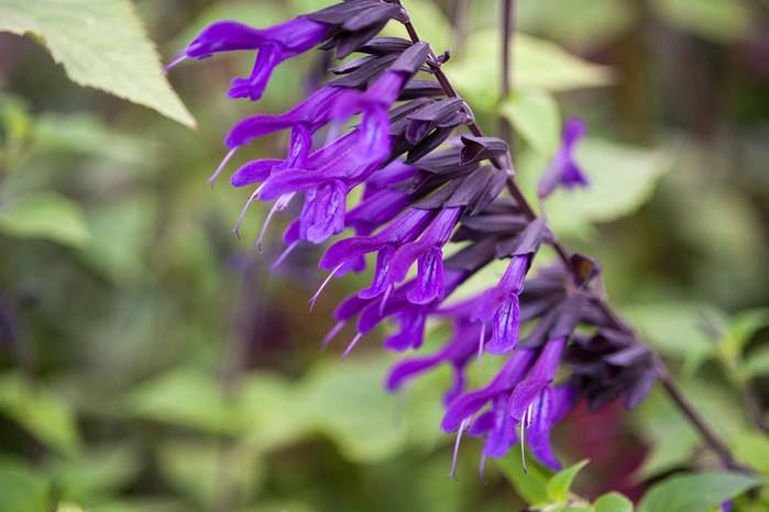 Salvia Amistad Salvia Amistad
