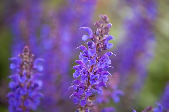 Salvia x sylvestris Viola Klose Salvia x sylvestris Viola Klose
