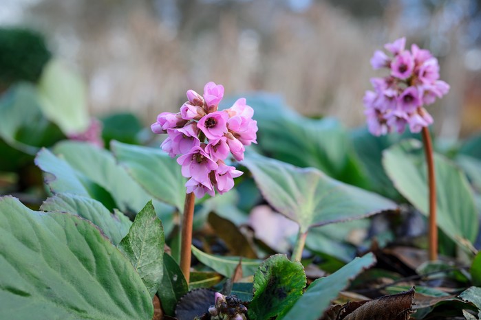 Bergenia x schmidtii Bergenia x schmidtii