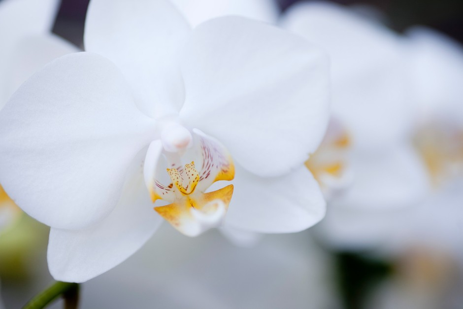 How to care for orchids How to care for orchids
