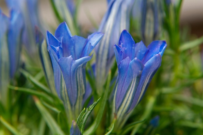 A close-up of a Chinese blue gentian, Gentiana sino-ornata A close-up of a Chinese blue gentian, Gentiana sino-ornata