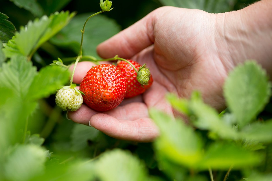 How to grow strawberries – picking a ripe strawberry How to grow strawberries – picking a ripe strawberry
